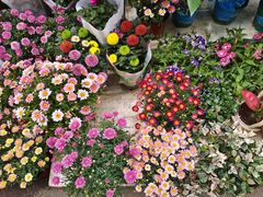 -循礼门鲜花花市(武汉循礼门店)