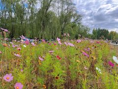 -野鸭湖国家湿地公园