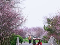 -上海海湾国家森林公园