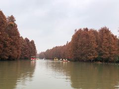 -上海海湾国家森林公园