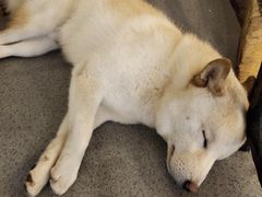 -喜柴咖啡·柴犬狗咖
