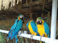 -西霞口神雕山野生动物世界