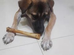 -康乐宝动物医院