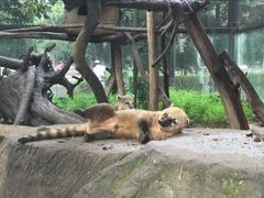 南浣熊-北京动物园