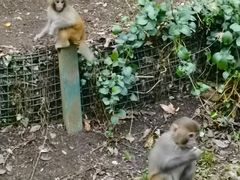 -黔灵山公园
