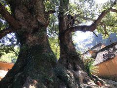 -杨家堂村