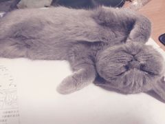 -宠福鑫康馨动物医院·骨科·眼科