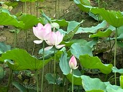 -深圳仙湖植物园