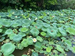 -中国科学院西双版纳热带植物园