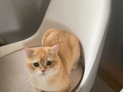 -lincat·猫舍(广州店)