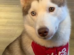 -Husky Go! 哈士奇体验馆·宠物咖啡厅狗咖