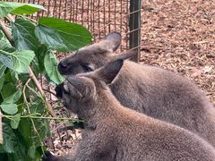 -费瑟代尔野生动物园