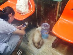 -猫咪博物馆(顶澳仔猫街店)