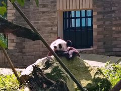 -都江堰中华大熊猫苑