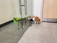 -凯特喵百思猫专科医院