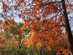 -上海海湾国家森林公园