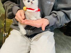 -欣宠猫屋·矮脚拿破仑·蓝金金渐层