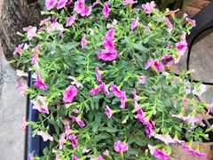 -火咂咂竹筒宴(告庄店)