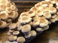 红运菌菇姿造-红运火锅·中国名火锅·国风演绎(省体店)