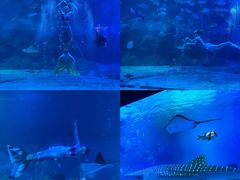 -烟台海昌鲸鲨海洋公园