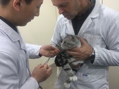 -荣耀金沙动物医院(清江西路店)