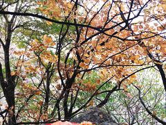 -阳台山自然风景区