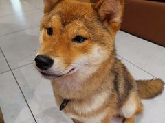 -柴务处·柴犬主题狗咖