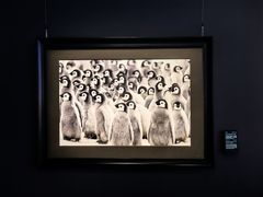 -罗红摄影艺术馆