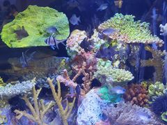 -上海海洋水族馆