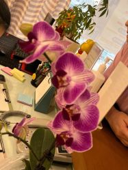 -SILKTONE诗丽堂美容