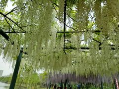 -嘉定紫藤园