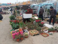 -中环花鸟鱼虫市场