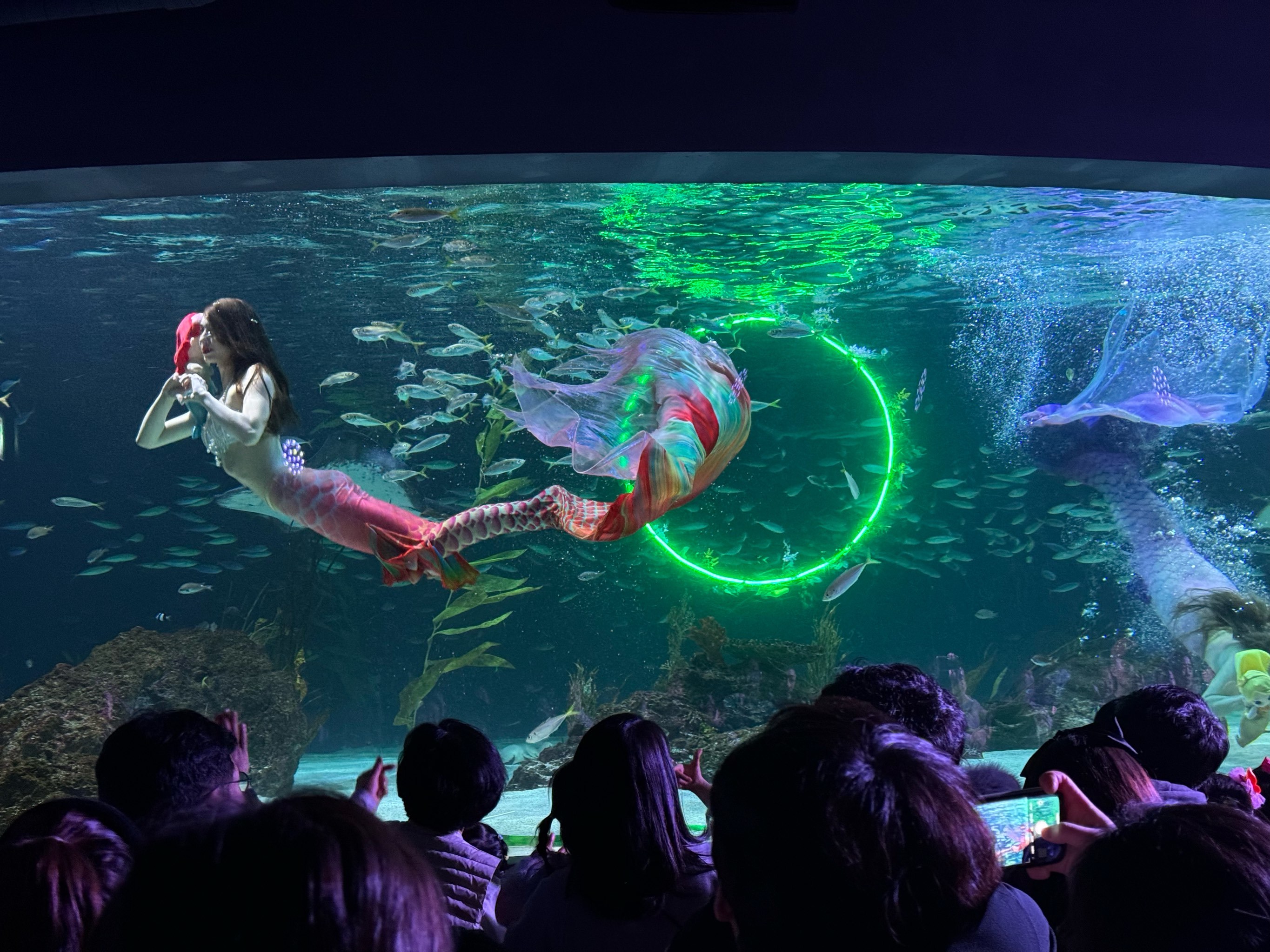 海底世界美人鱼的奇妙演出🧜‍♀️✨