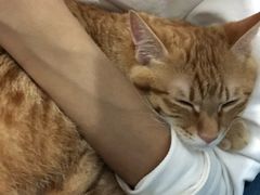-福懋动物医院·犬猫全科·外科·重症科(杏林分院)