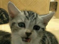 -屋虎猫馆(宝安大仟里店)