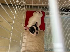 -佳雯宠物医院·皮肤科·内外科(春晓路分院)