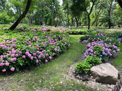 -上海共青森林公园