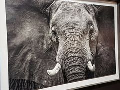 -罗红摄影艺术馆