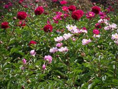 -扬州芍药园(仪征市)