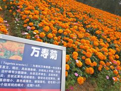 -松山湖梦幻百花洲