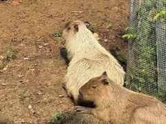 -合肥野生动物园