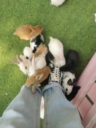 -萌宠亲子动物乐园(槐房万达店)