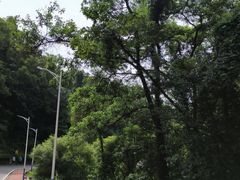-火炉山森林公园