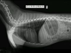 -伟伟宠物医院·CT影像中心·瑞派犬猫综合性门诊(汉口总院)