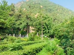-北京鹫峰国家森林公园