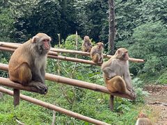 -西双版纳原始森林公园