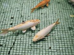 -金河半岛园林酒家(金融城店)