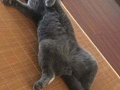 -伟伟宠物医院·CT影像中心·瑞派犬猫综合性门诊(汉口总院)