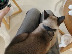 -藏猫猫咖啡主题馆(中央大道店)