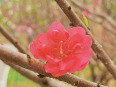 -桃花涧